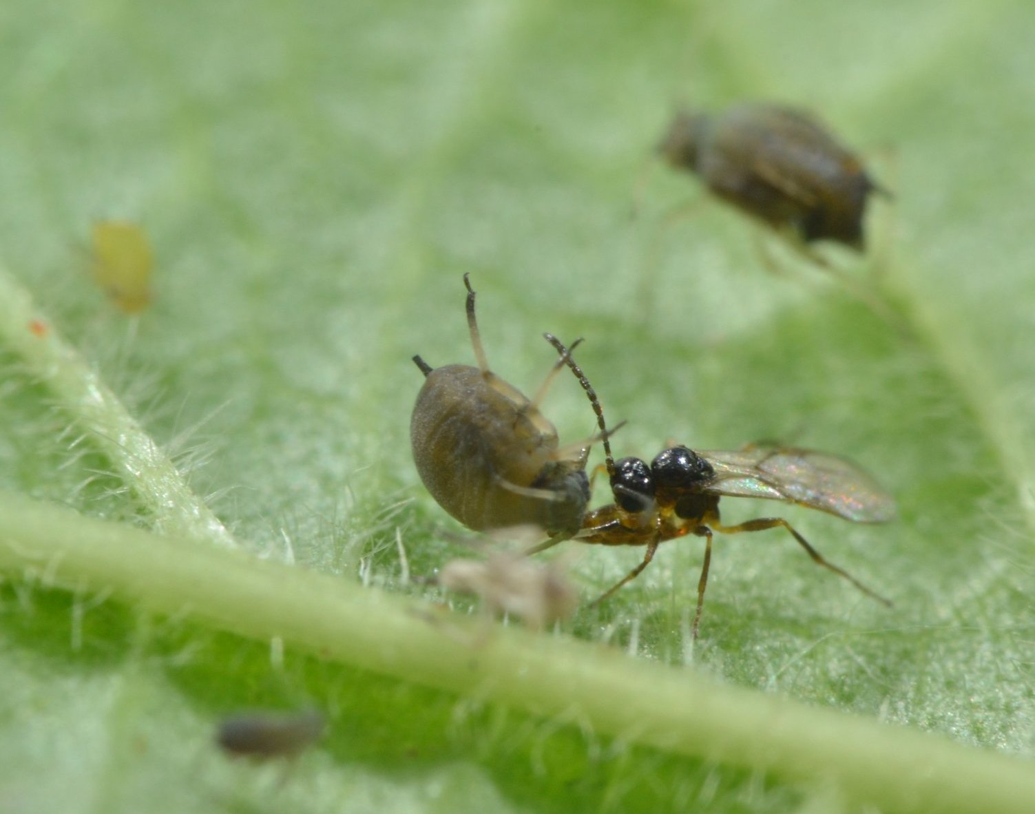 Reportage Braconidae