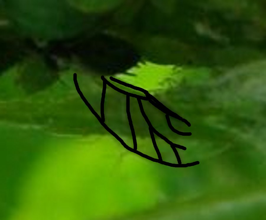 afidi su rovo - Aphis sp.