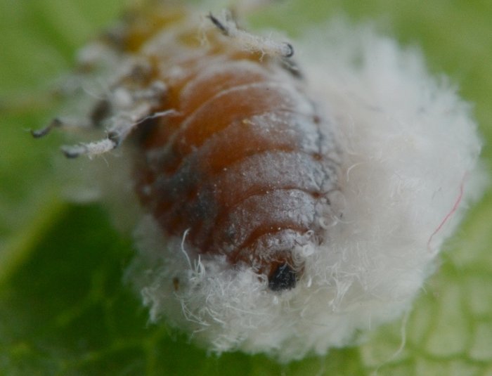 Eriosomatinae
