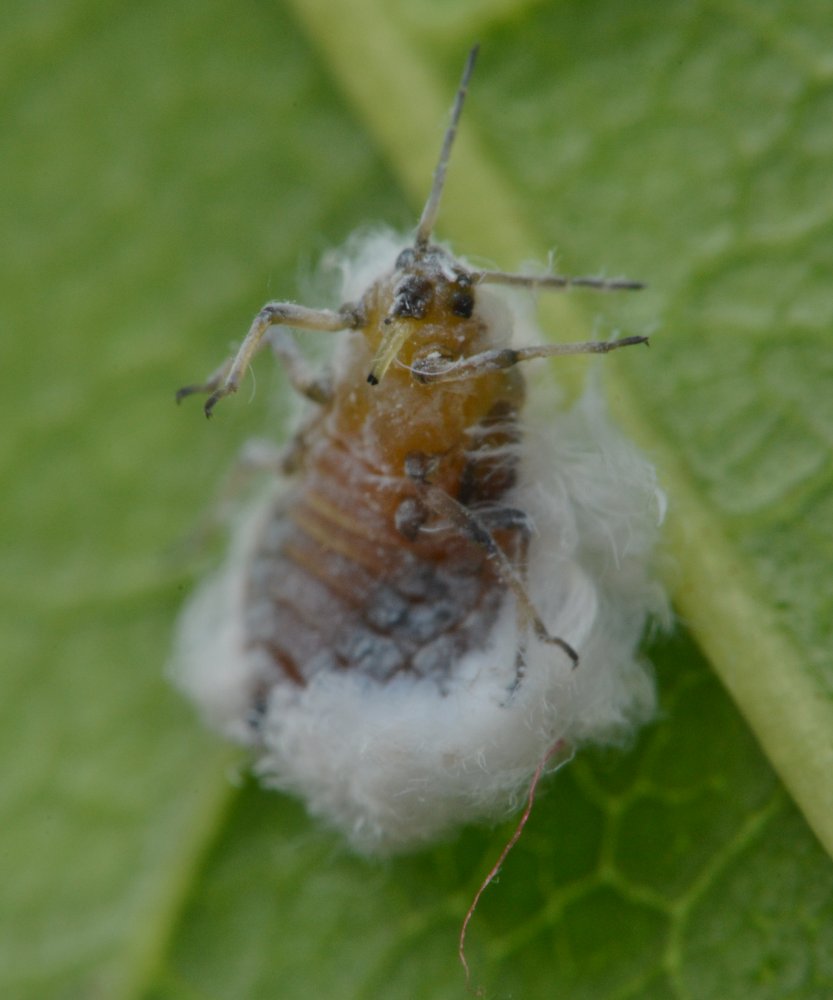 Eriosomatinae