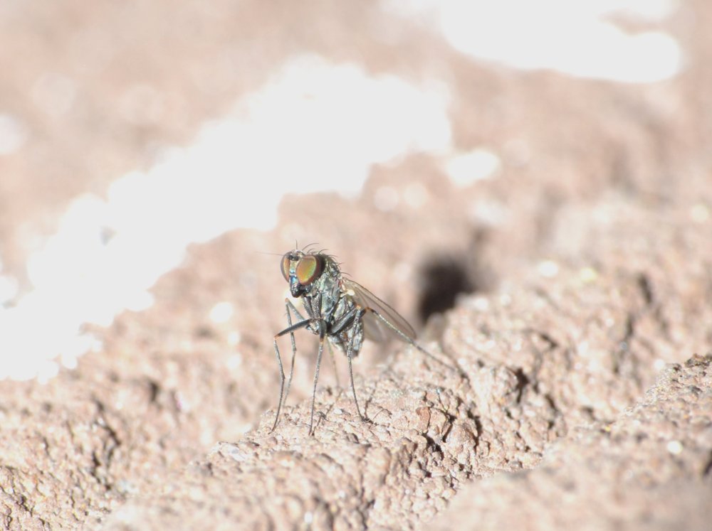 Dolichopodidae, Medetera sp. femmina 2