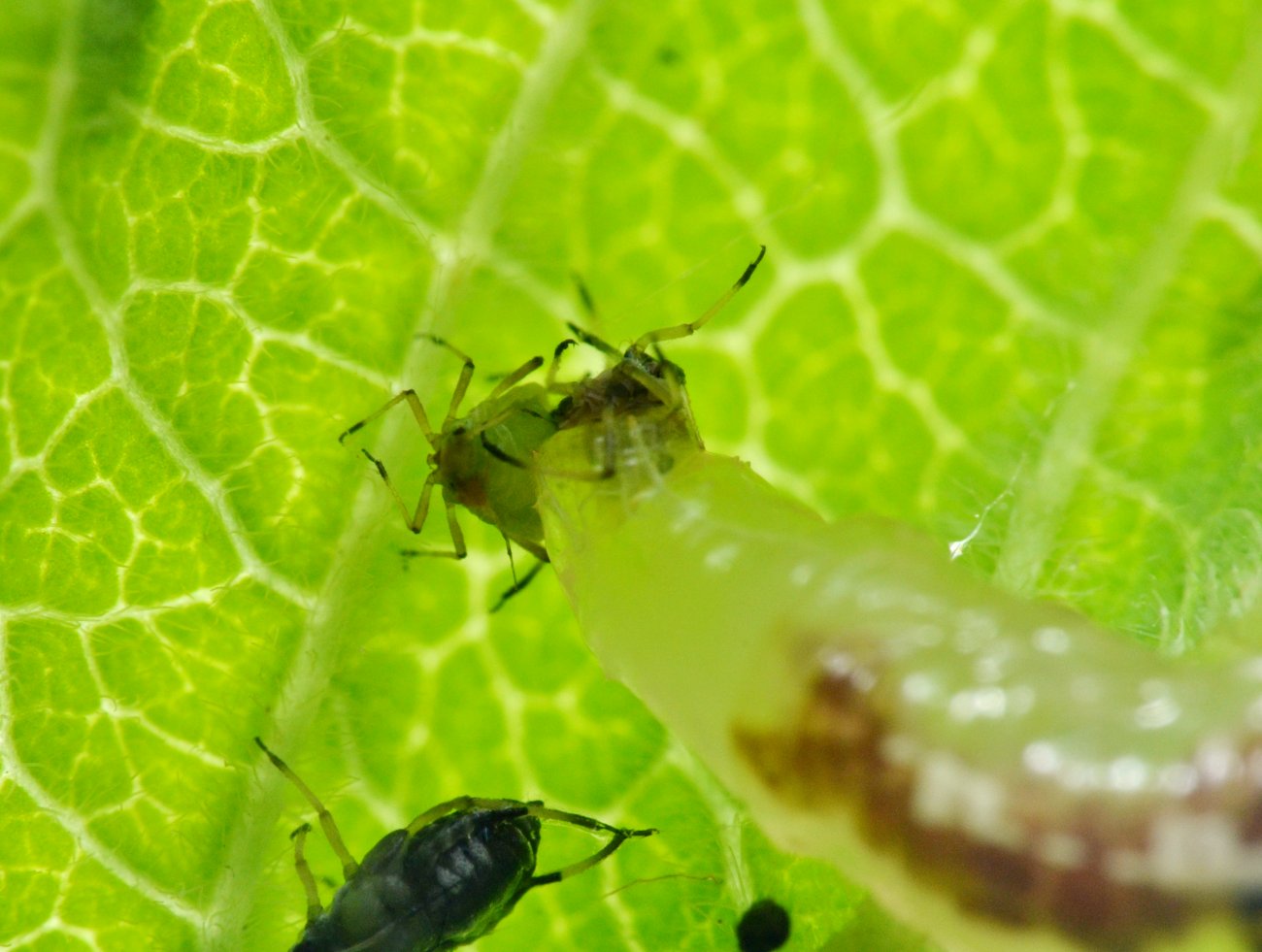 Larva di Syrphidae: una vorace divoratrice di afidi