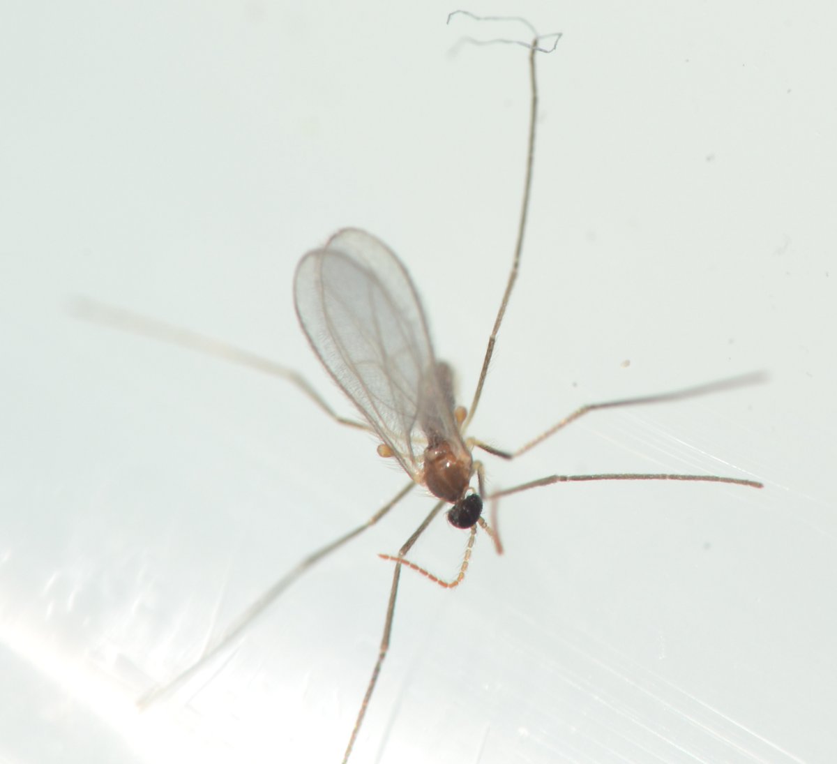 Cecidomyiidae Aphidoletes aphidimyza, dalla larva all''adulto