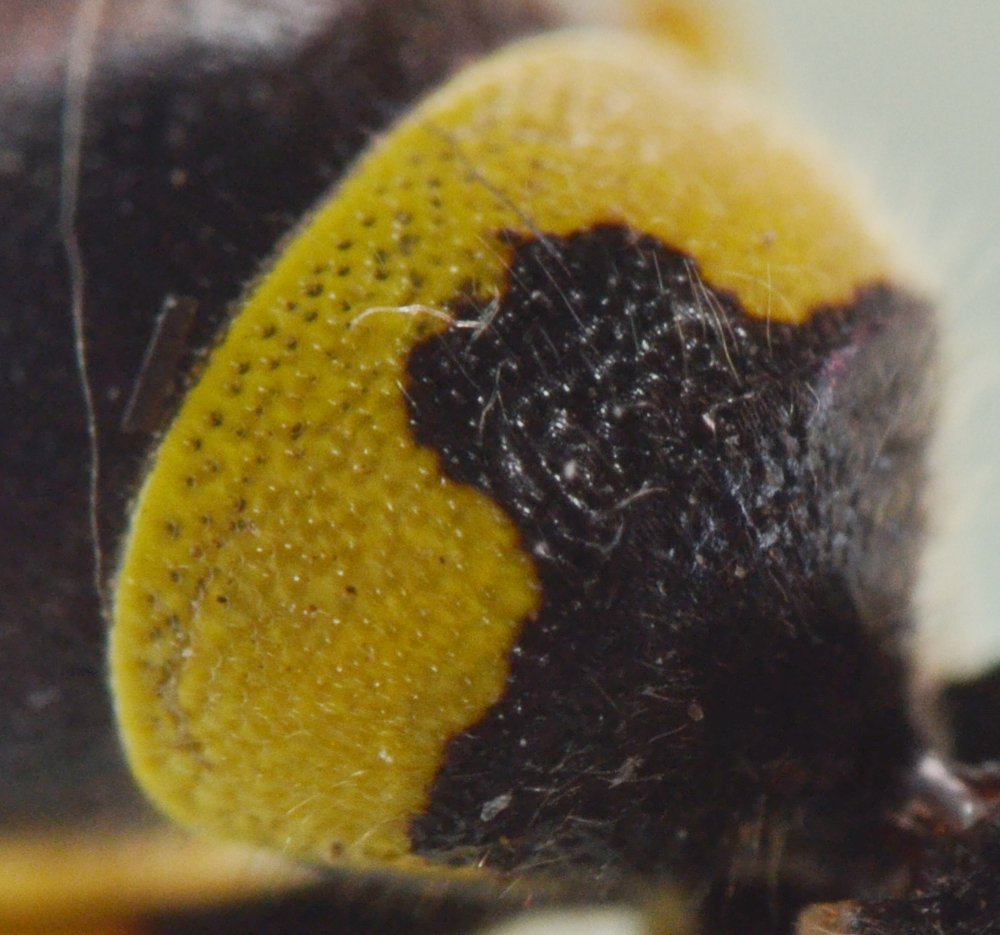Ancistrocerus gazella, Vespidae Eumeninae