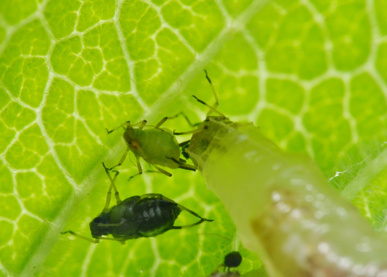 Larva di Syrphidae