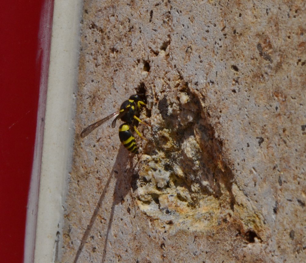 Ancistrocerus sp.,  Vespidae Eumeninae