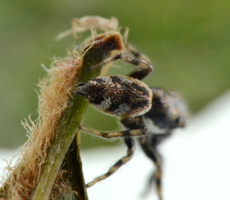 Salticus cf. zebraneus