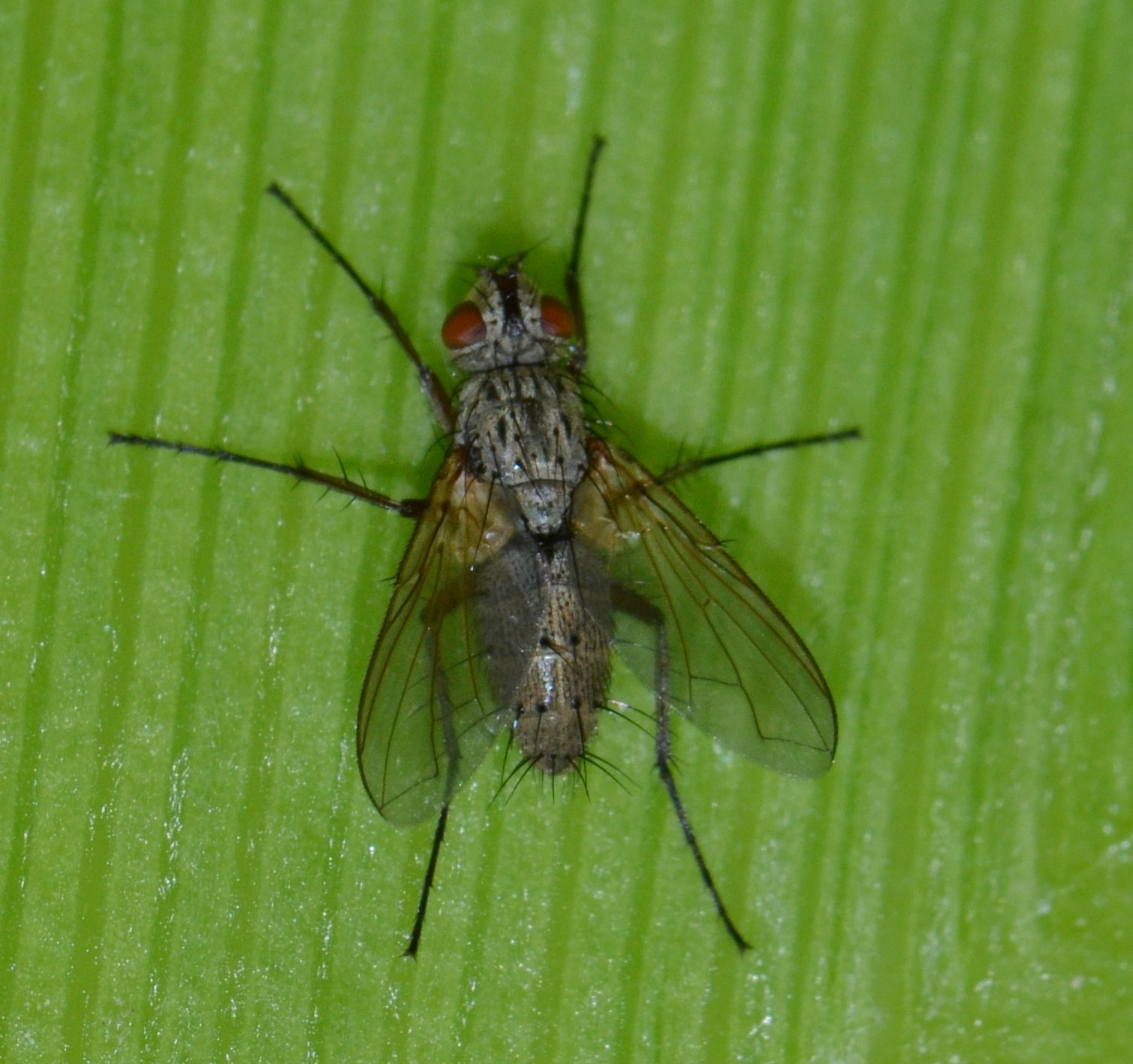 Tachinidae: Solieria sp.