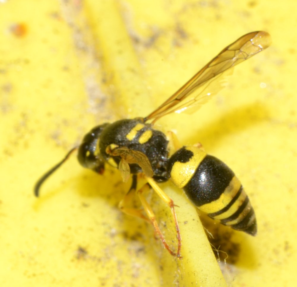 Ancistrocerus gazella, Vespidae Eumeninae
