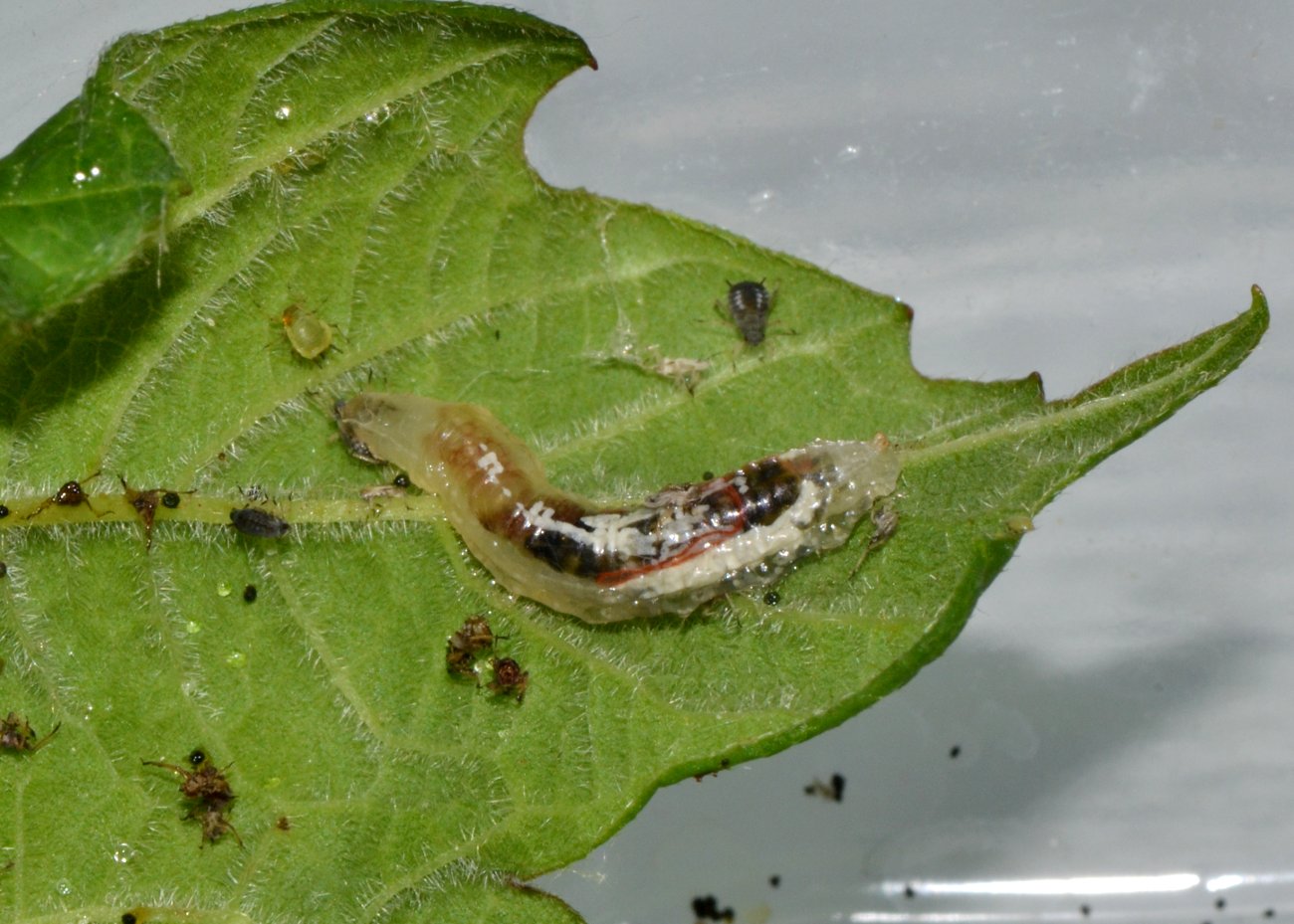 Larva di Syrphidae: una vorace divoratrice di afidi