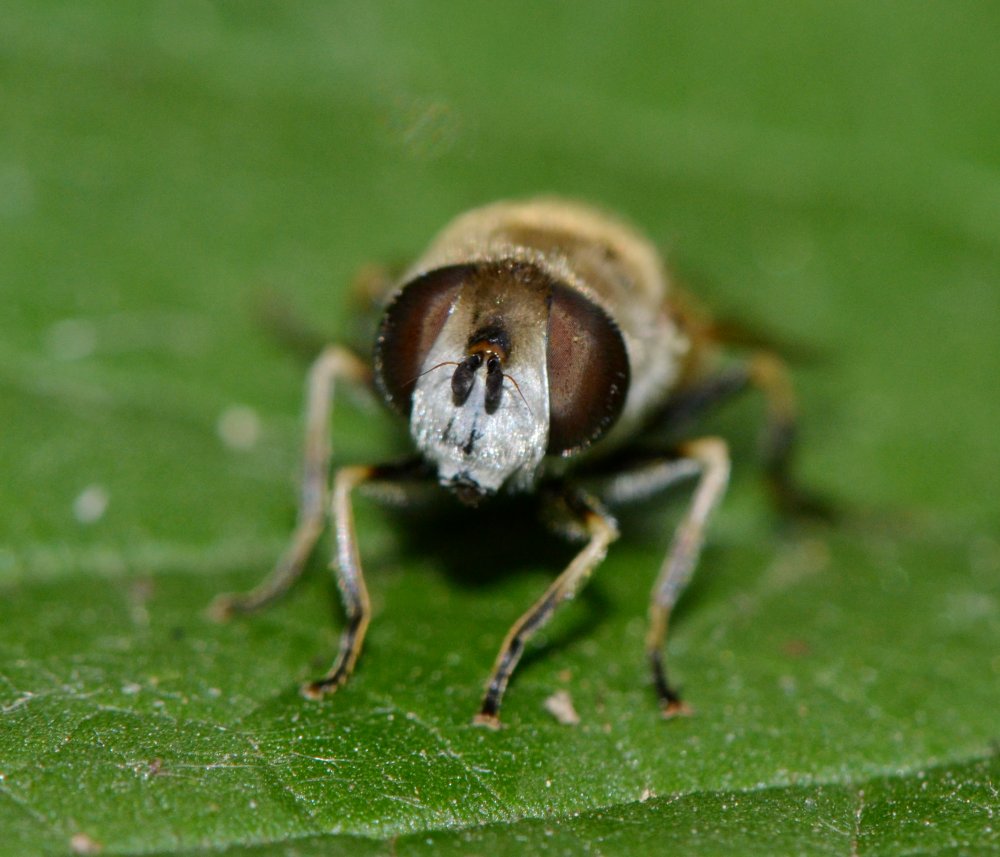Syrphidae: Eristalis arbustorum femmina