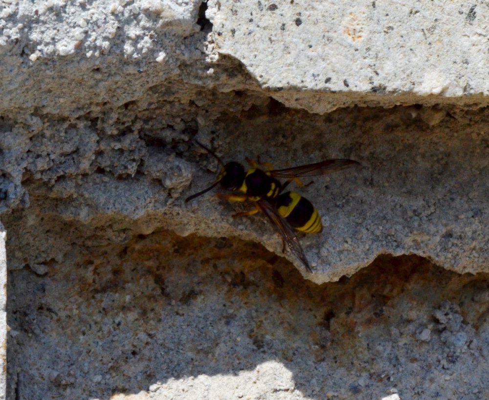 Ancistrocerus sp.,  Vespidae Eumeninae