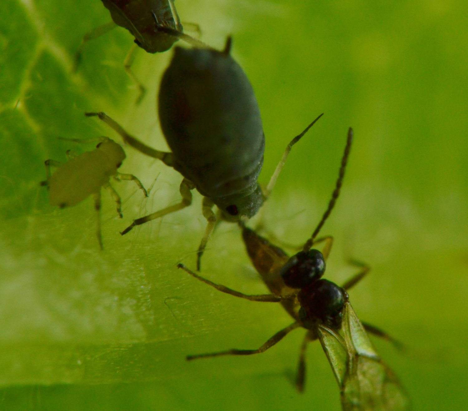 Reportage Braconidae