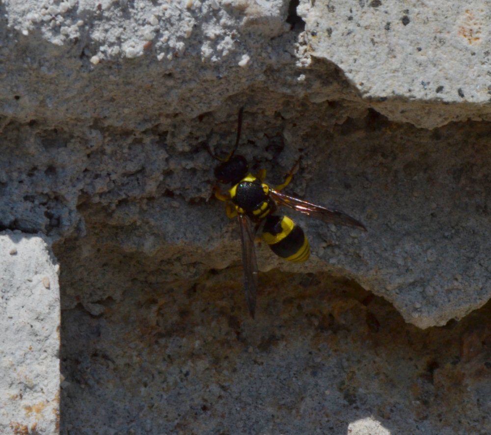 Ancistrocerus sp.,  Vespidae Eumeninae