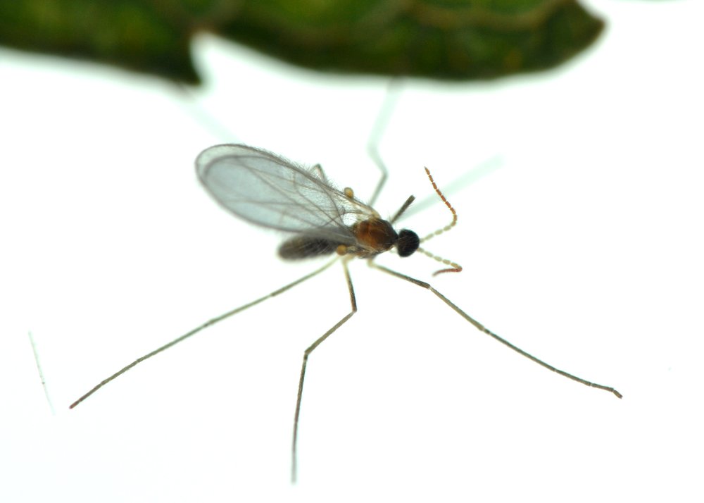 Cecidomyiidae Aphidoletes aphidimyza, dalla larva all''adulto