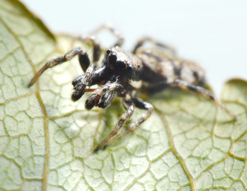 Salticus cf. zebraneus