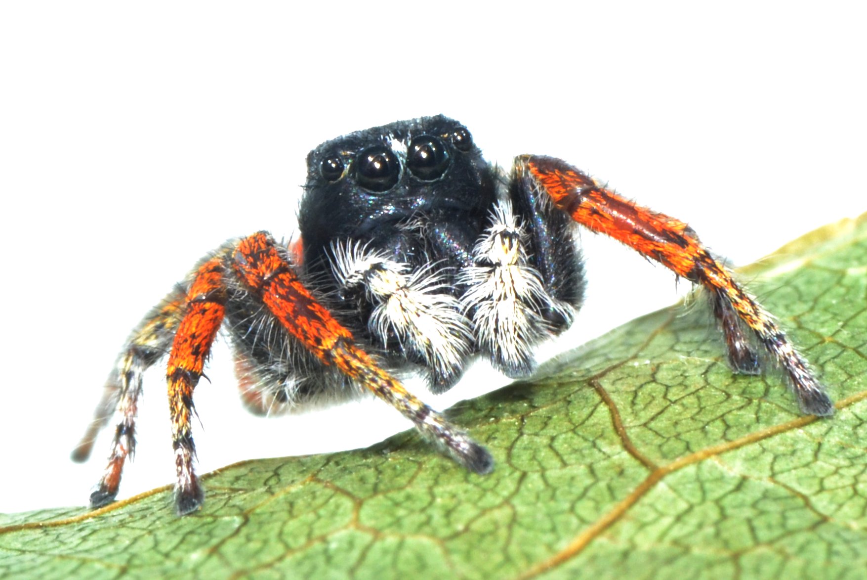 Philaeus chrysops maschio