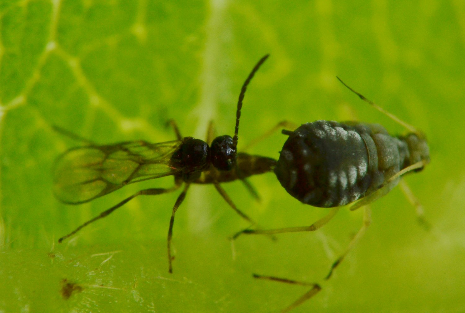 Reportage Braconidae