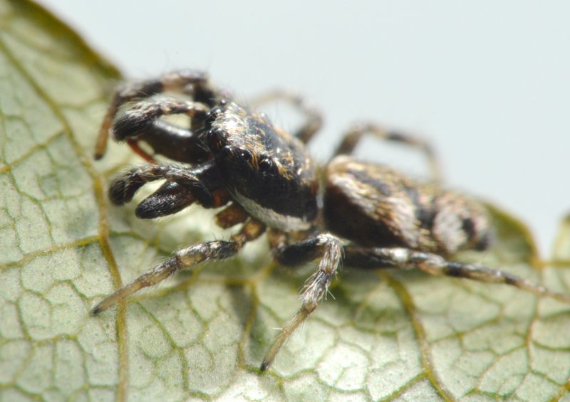 Salticus cf. zebraneus