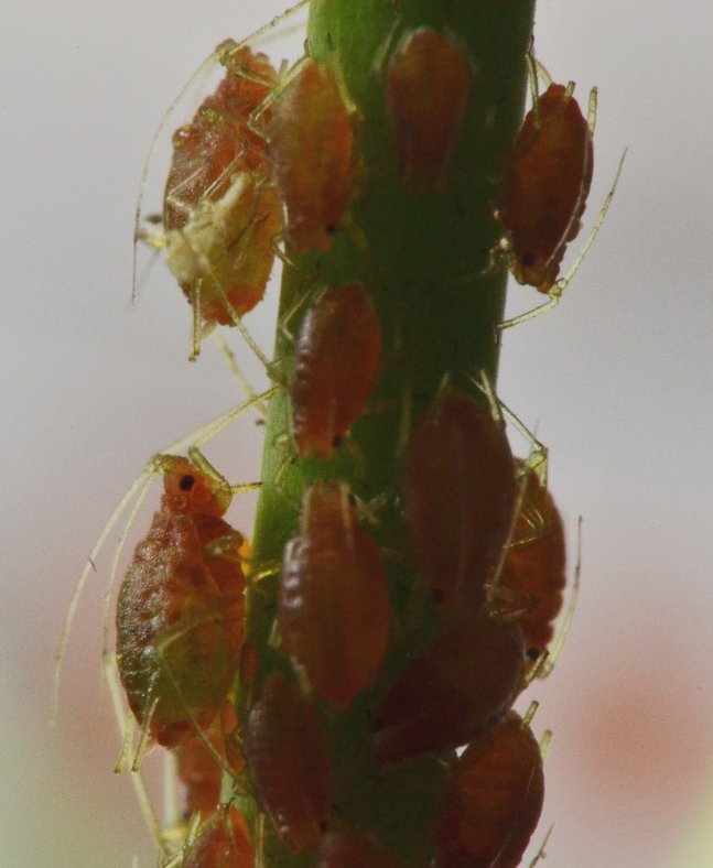 Aphidinae Macrosiphini