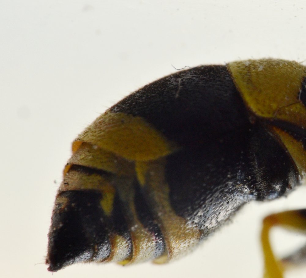 Ancistrocerus gazella, Vespidae Eumeninae