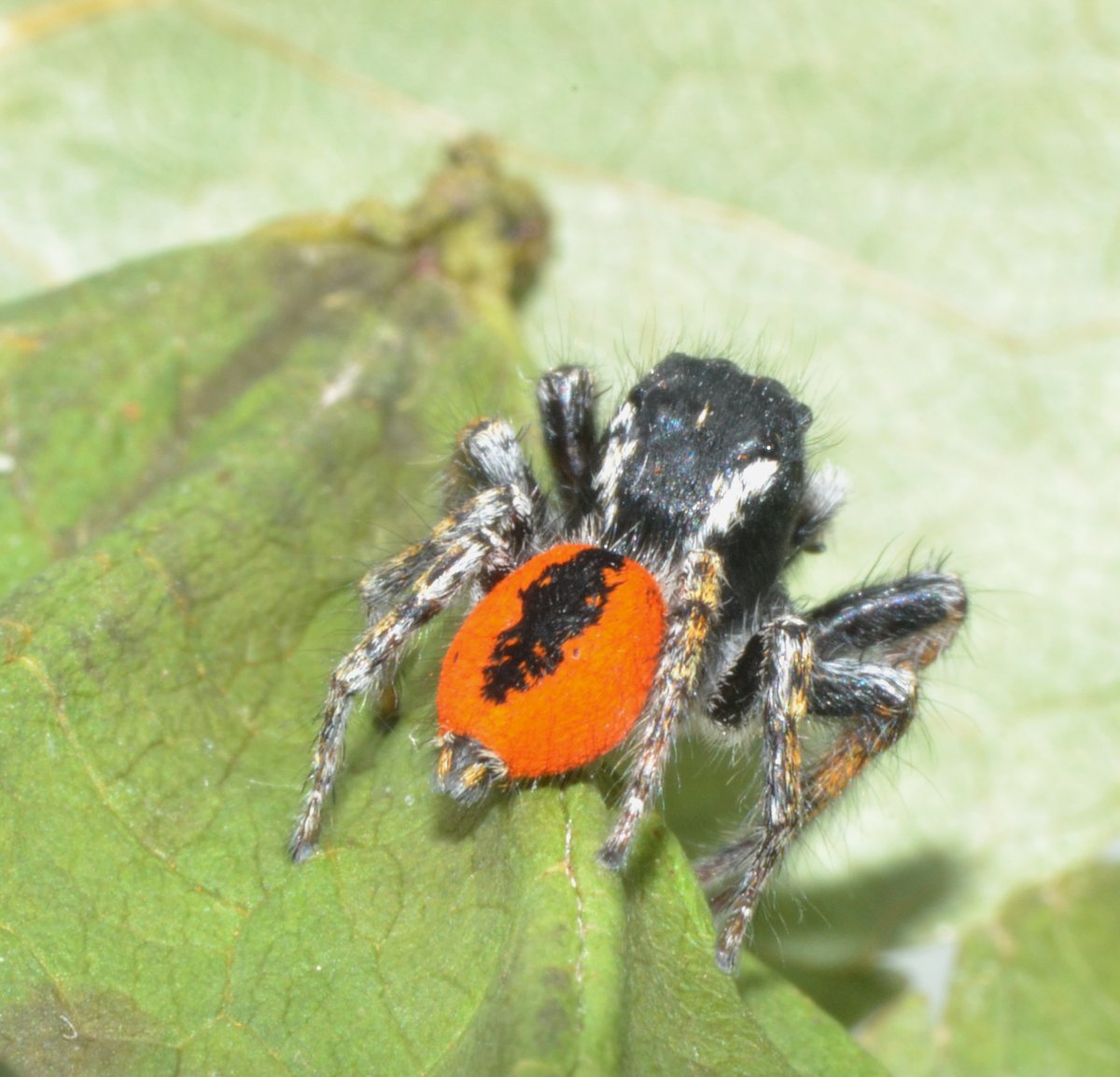 Philaeus chrysops maschio
