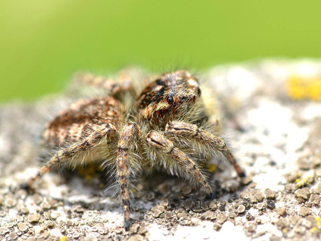 Philaeus chrysops