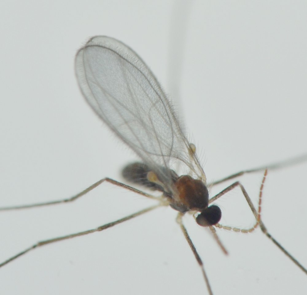 Cecidomyiidae Aphidoletes aphidimyza, dalla larva all''adulto