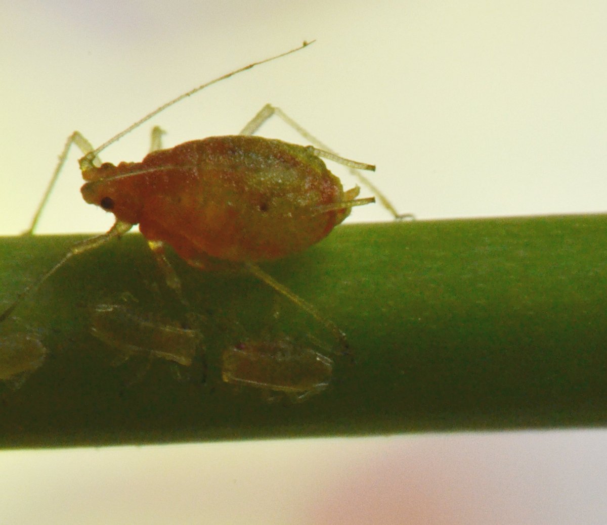 Aphidinae Macrosiphini