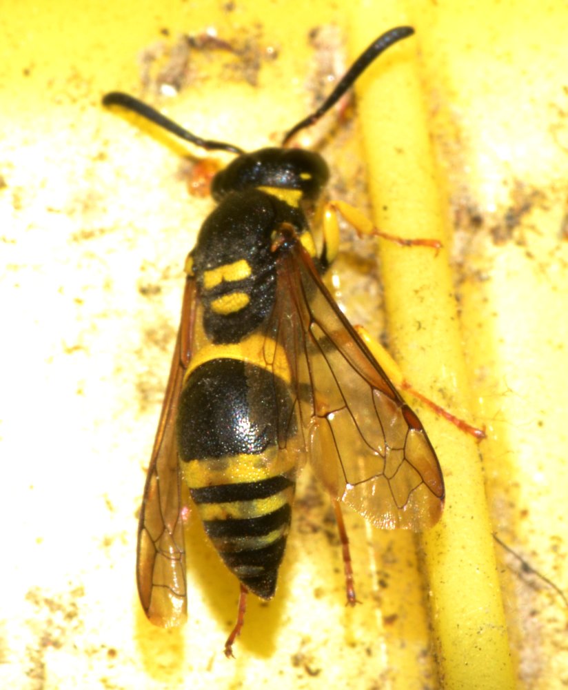 Ancistrocerus gazella, Vespidae Eumeninae