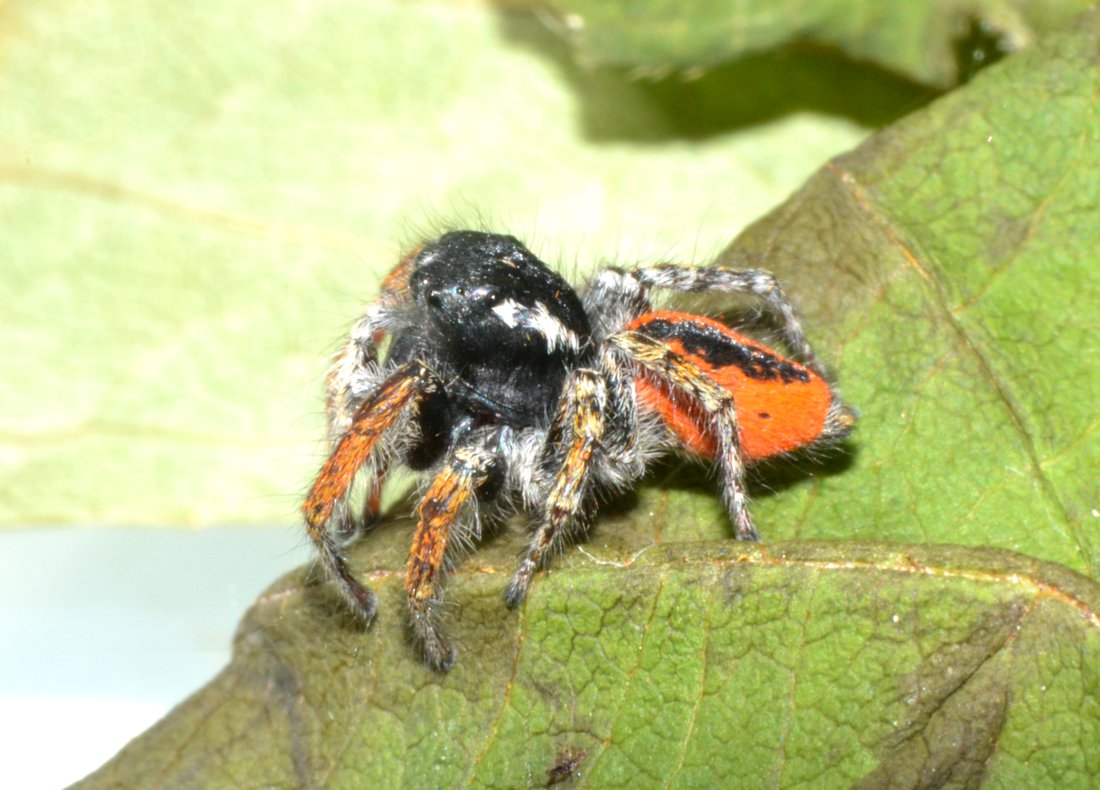 Philaeus chrysops maschio