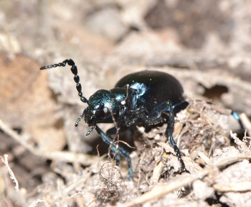 Meloe violaceus?