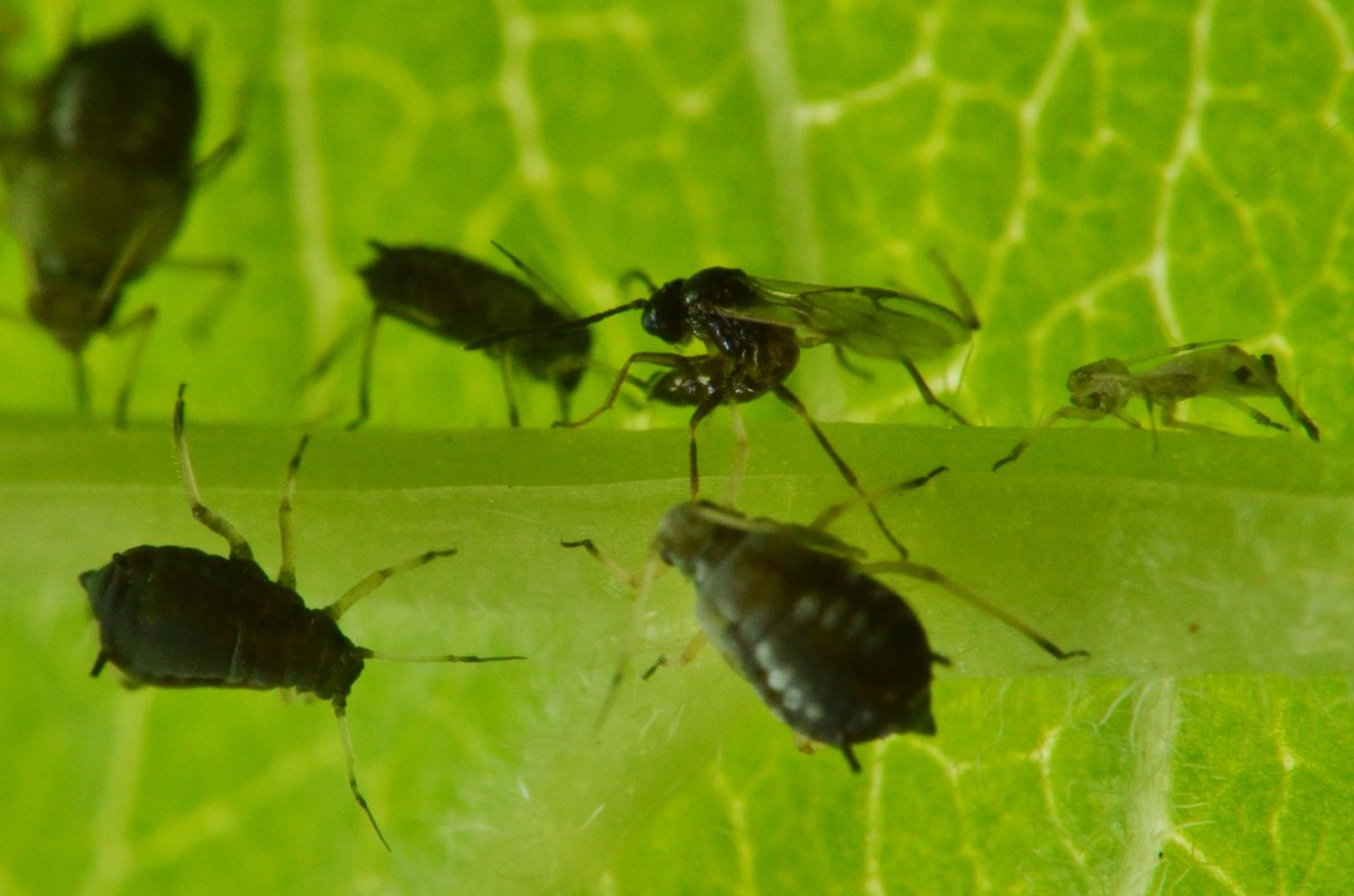 Reportage Braconidae