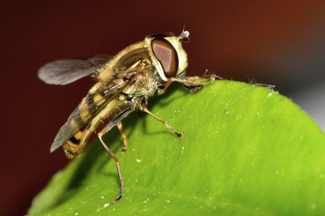 Gli Eupeodes corollae gradiscono il gelsomino