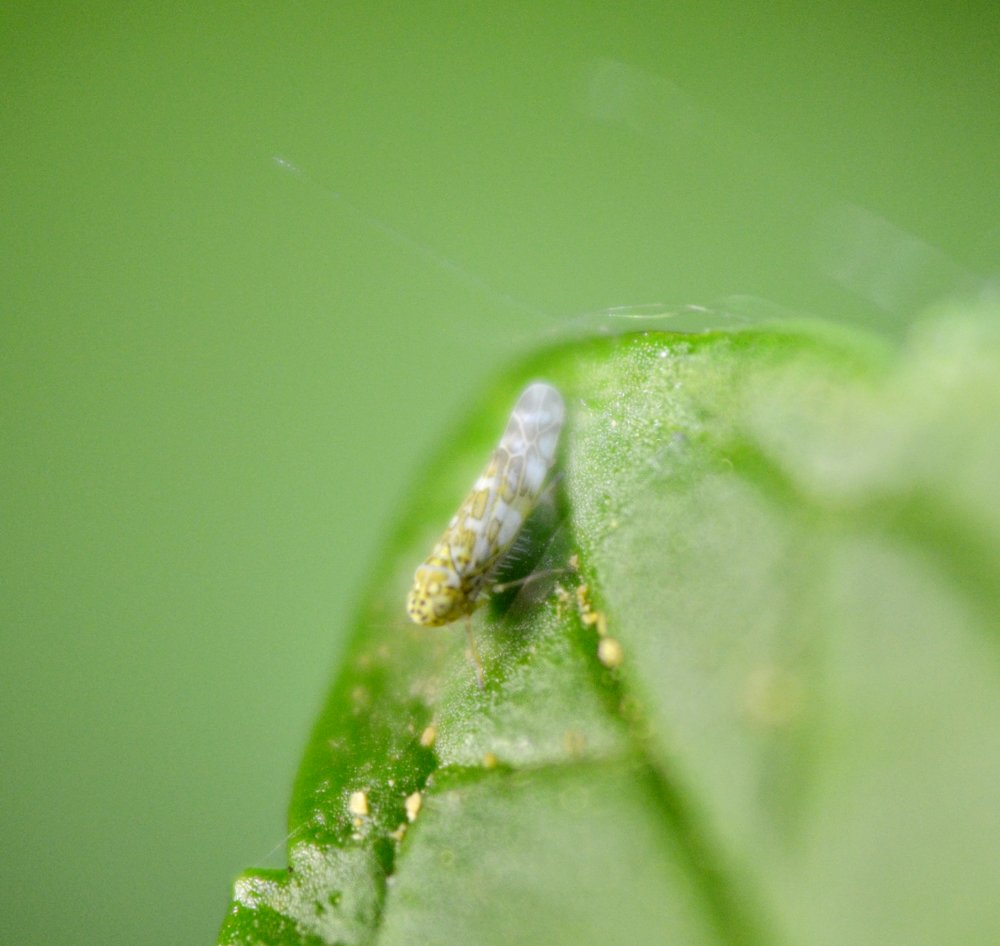 ID: Zygina sp.
