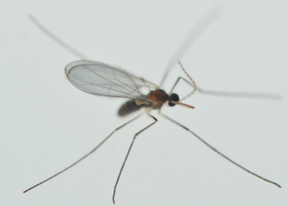 Cecidomyiidae Aphidoletes aphidimyza, dalla larva all''adulto