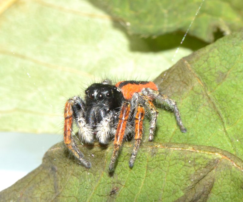 Philaeus chrysops maschio