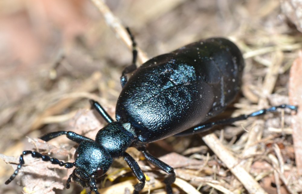 Meloe violaceus?