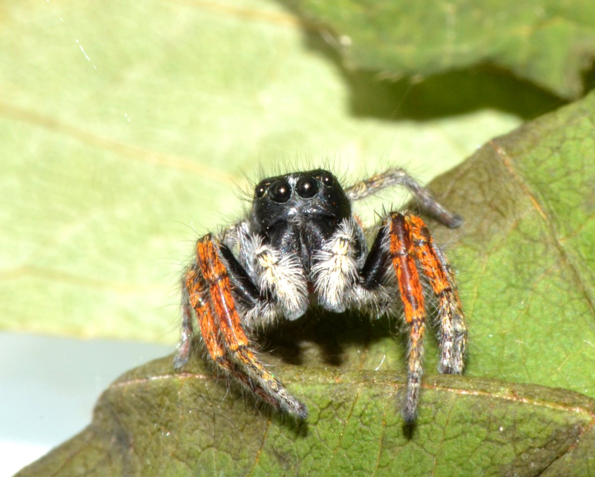 Philaeus chrysops maschio