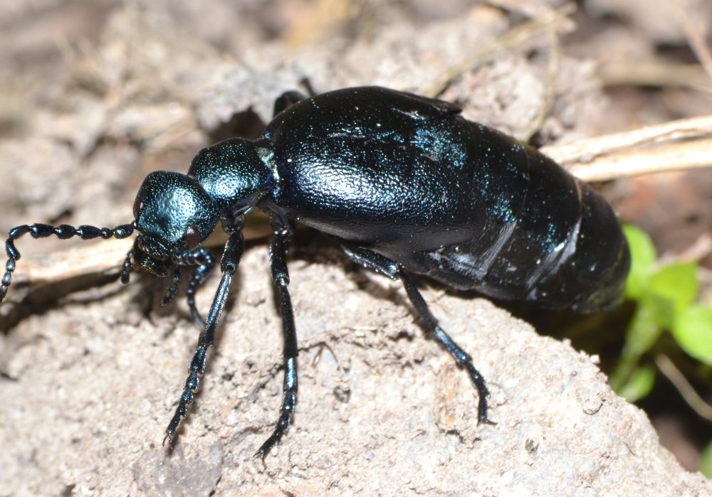 Meloe violaceus?