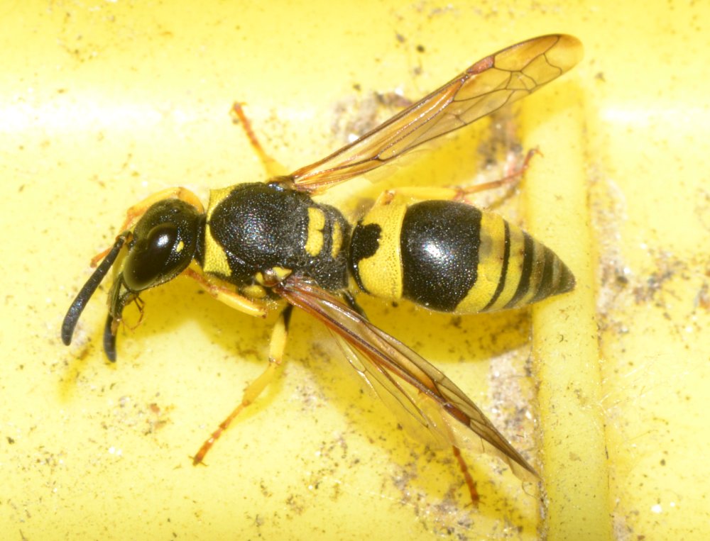 Ancistrocerus gazella, Vespidae Eumeninae