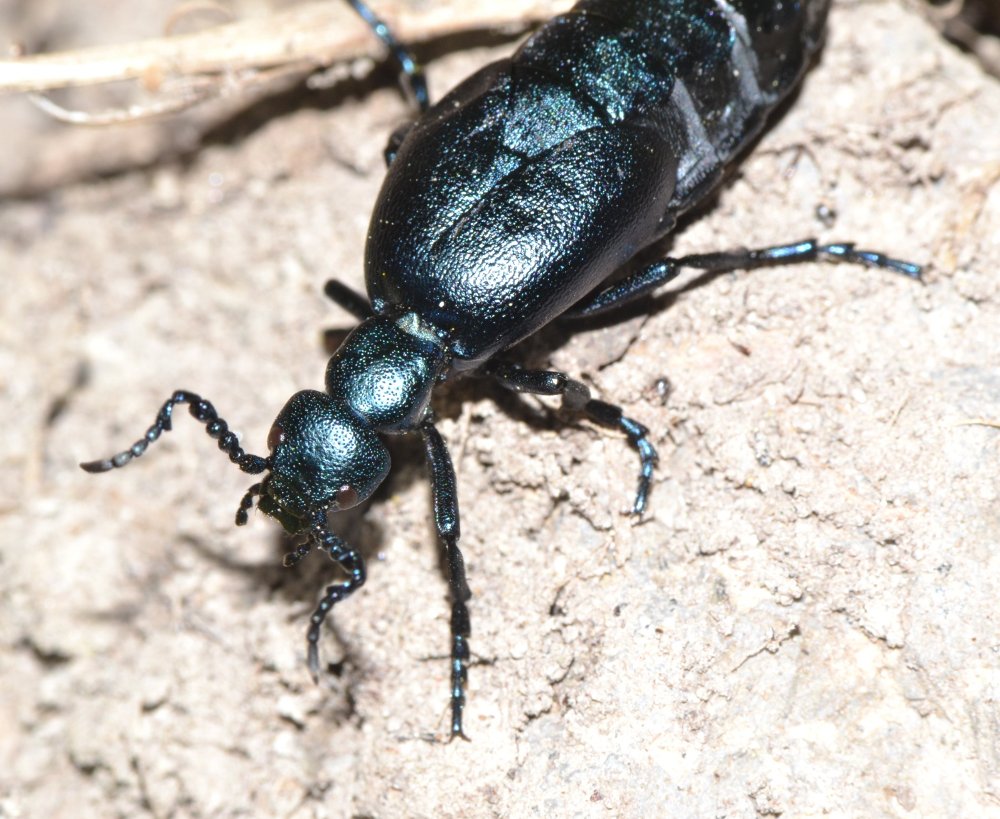 Meloe violaceus?
