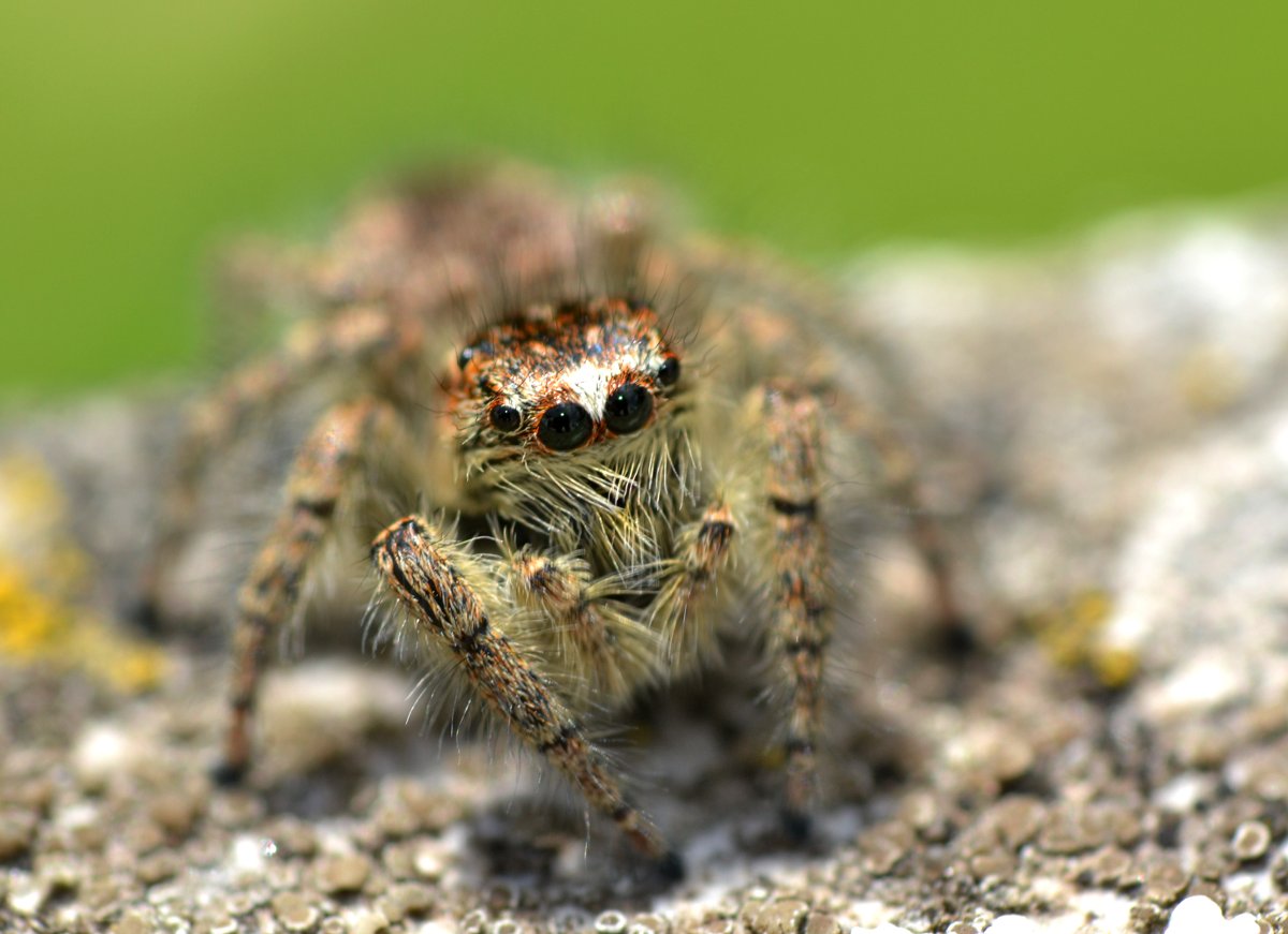 Philaeus chrysops