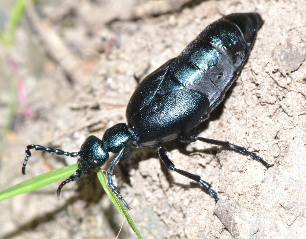 Meloe violaceus?
