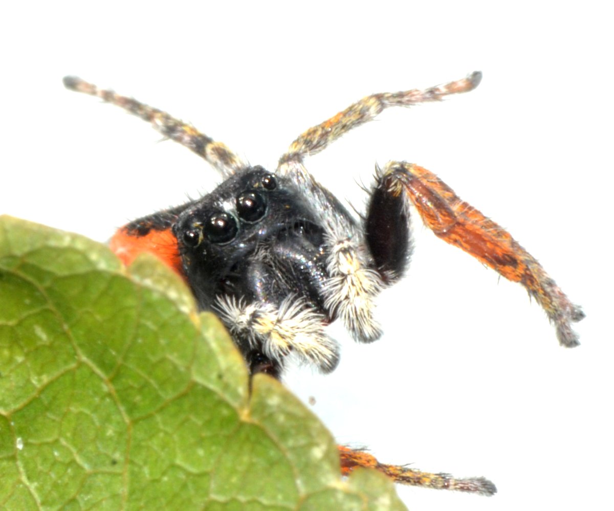 Philaeus chrysops maschio