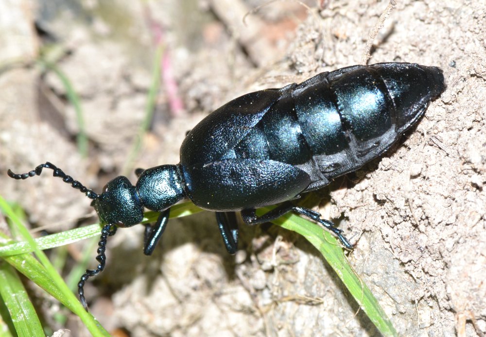 Meloe violaceus?
