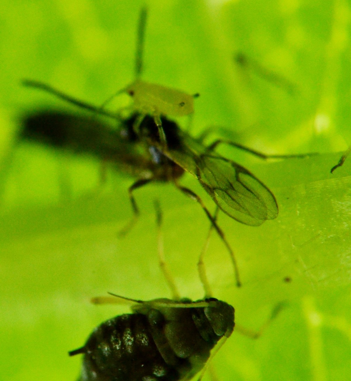 Reportage Braconidae