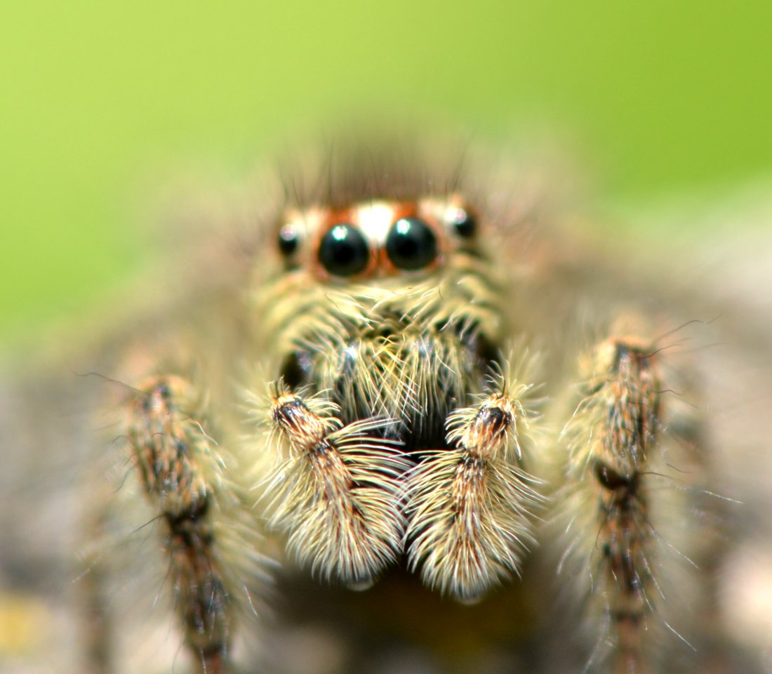 Philaeus chrysops