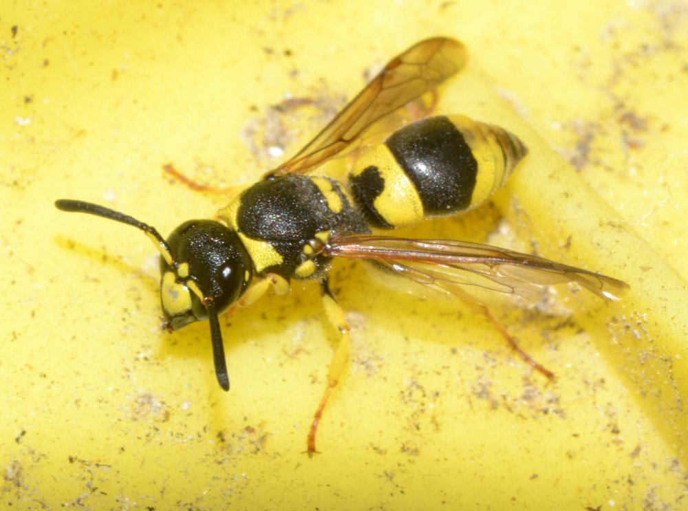 Ancistrocerus gazella, Vespidae Eumeninae