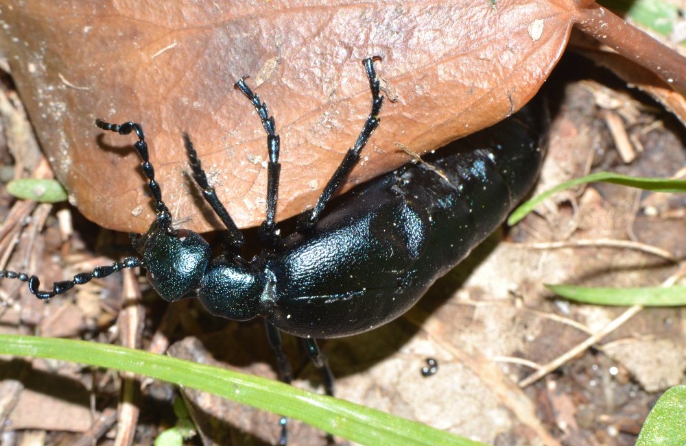 Meloe violaceus?